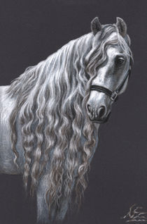 'Andalusier - Andalusian Horse' by Nicole Zeug