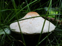 A mushroom von Arthur N.