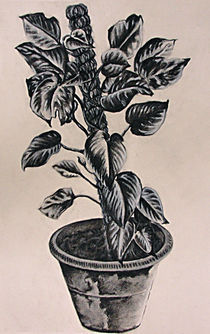 Pot Plant von John Lanthier