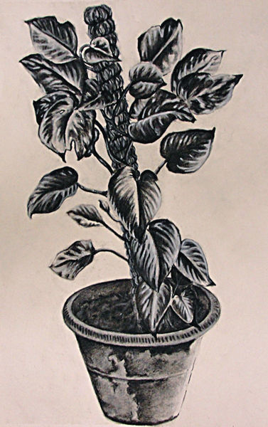 Pot-charcoal-on-paper-sept-2009