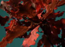 Herbstlaub - Jahreszeit - Nahaufnahme - Poster von jaybe