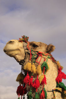 A camel in the Judean Desert by Hanan Isachar