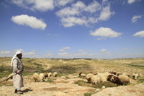  Judean Mountain, a flock of sheep in the vicinity of biblical Carmel  by Hanan Isachar