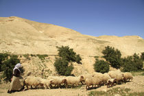 Judean desert, a flock of sheep in Wadi Qelt by Hanan Isachar