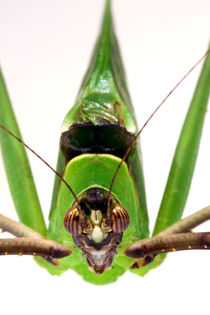 'Indonesische Sichelschrecke - Poster - Insekt' by Jens Berger