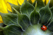 7-Spot Ladybird by Tamas Katai