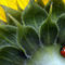 7-spot-ladybird-300