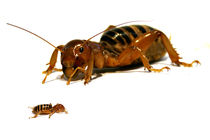 Insekten - Nahaufnahme - Poster - Makro von jaybe