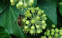 Biene auf der Efeublüte von theresa-digitalkunst