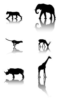 Set of wildlife animals by William Rossin