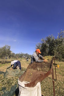 Lower Galilee, Olive picking in Shfaram  von Hanan Isachar