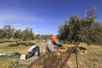 Lower Galilee, Olive picking in Shfaram  von Hanan Isachar