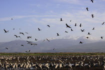 Upper Galilee, Cranes at the Hula lake von Hanan Isachar