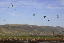 Upper Galilee, Cranes at the Hula lake by Hanan Isachar