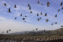 Upper Galilee, Cranes at the Hula lake by Hanan Isachar