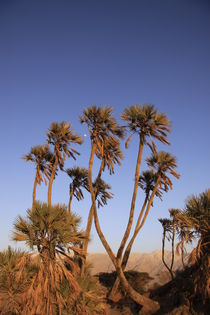 Arava desert, Doum Palm trees in Evrona von Hanan Isachar