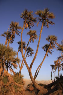 Arava desert, Doum Palm trees in Evrona by Hanan Isachar
