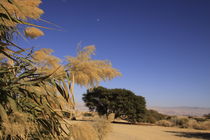 Arava region, Shizaf nature reserve von Hanan Isachar