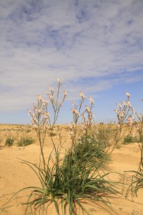 Israel, Negev, Common Asphodel flowers in the desert by Hanan Isachar