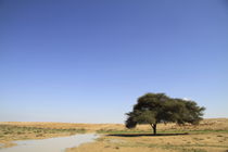 Israel, Negev, Acacia tree near Halutza by Hanan Isachar