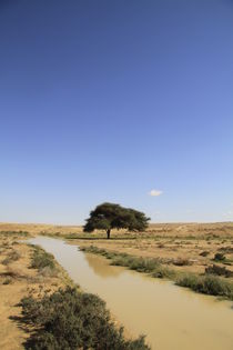 Israel, Negev, Acacia tree near Halutza by Hanan Isachar