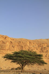 Israel, Arava, an Acacia tree at Moa by Hanan Isachar
