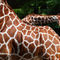 Giraffen-neu-2835