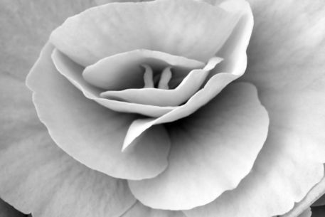 Begonia-white