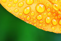 macro drops on leaf by infin1ty