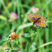 Butterfly von Maria Livia Chiorean