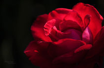 Garden Rose by Maria Livia Chiorean