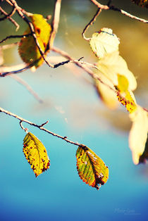 Autumn by Maria Livia Chiorean