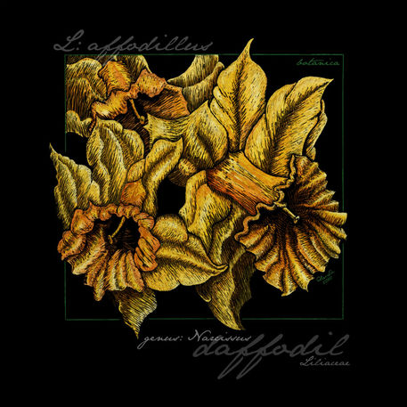 Cbeckusa-botanica1-daffodils