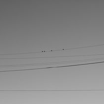 Birds On Wire by Joaquin Novak-Zarate