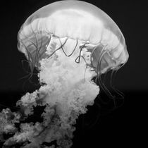 Jellyfish IV by Joaquin Novak-Zarate