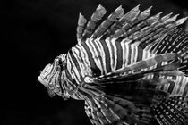 Lionfish Profile by Joaquin Novak-Zarate