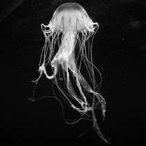 Jellyfish III by Joaquin Novak-Zarate