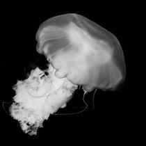 Jellyfish II von Joaquin Novak-Zarate
