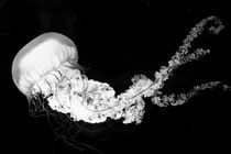 Jellyfish I von Joaquin Novak-Zarate