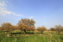 Oak trees in Yehudiya Forest von Hanan Isachar