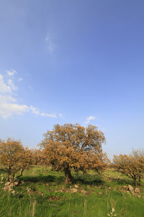 Oak trees in Yehudiya Forest von Hanan Isachar