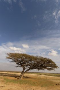 Acacia tree in the Negev desert by Hanan Isachar