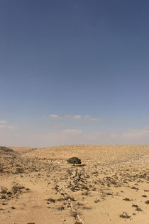 Acacia tree in the Negev desert von Hanan Isachar