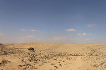 Israel, Acacia tree in the Negev desert by Hanan Isachar