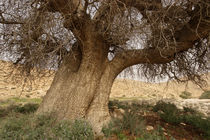Atlantic Pistachio tree in the Negev desert  by Hanan Isachar