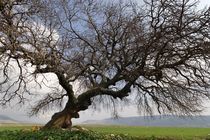 Atlantic Pistachio tree in Beth Natofa valley by Hanan Isachar