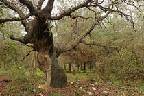 Israel, Oak tree in Iron forest by Hanan Isachar