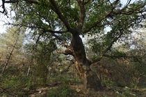 Israel, Oak tree in Iron forest by Hanan Isachar