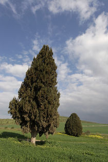  Israel, Cypress trees in Menashe Heights  by Hanan Isachar