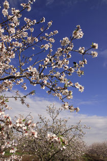  Israel, Almond trees in the Galilee  by Hanan Isachar